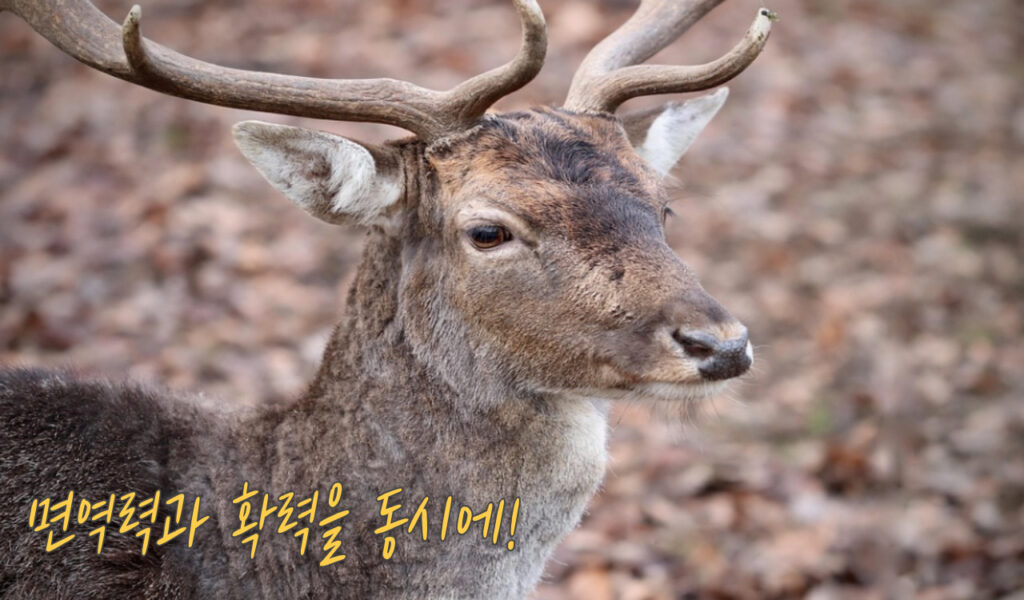 천녹톤 첫번째 이미지