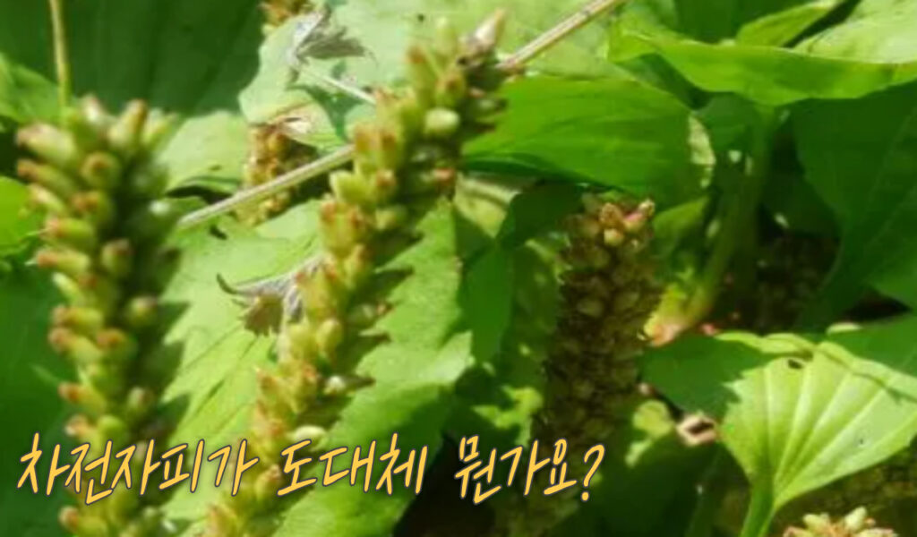 직접 복용해봤습니다. 다한방 차전자피의 진짜 효과와 후기 5 차전자피 인기이유